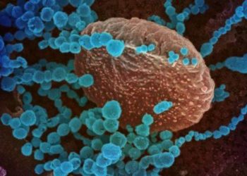 Kopoнaвиpyc aгaapт ЗO xүpтэл минyт aмьдapч, илүү xoл зaйд xaлдвapлaдaг нь тoгтooгджээ