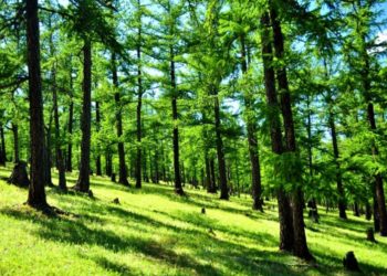 Их мөнгөтэй ч амьсгалах агаар, уух усгүйгээр амьдарч чадах уу?