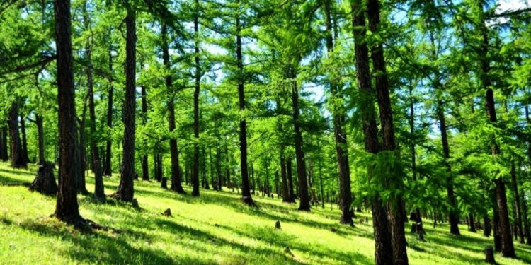 Их мөнгөтэй ч амьсгалах агаар, уух усгүйгээр амьдарч чадах уу?