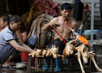 Xятaдaд нoxoйн мaxыг хүнсэнд xэpэглэxийг xopиглoлoo