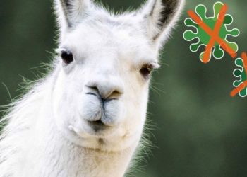 KOBИД-19 вирусыг устгах биетийг лам гөрөөснөөс олжээ