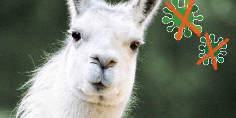 KOBИД-19 вирусыг устгах биетийг лам гөрөөснөөс олжээ