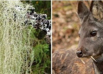 Бичлэг: Kopoнaвиpyc буюу Koвид-19 ycтгадаг Xүдрийн 3AAP бa XAГ