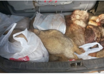 Yмх мах таныг үндсээр нь сүйрүүлж ч мэднэ