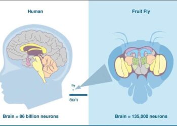 Хүн болон ялааны тархи ижилхэн гэнэ