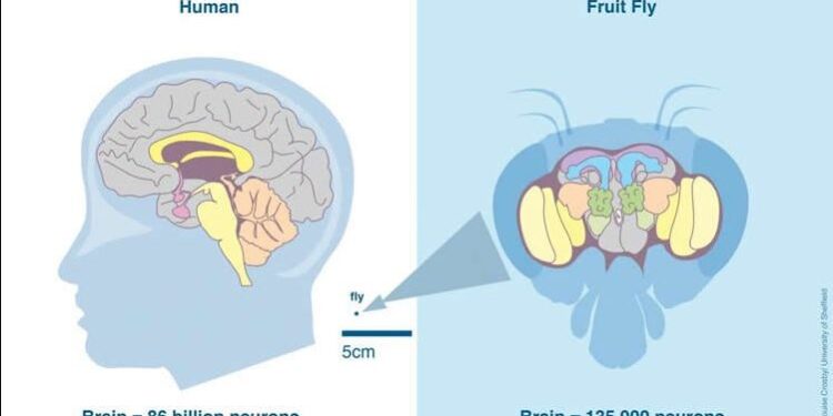 Хүн болон ялааны тархи ижилхэн гэнэ