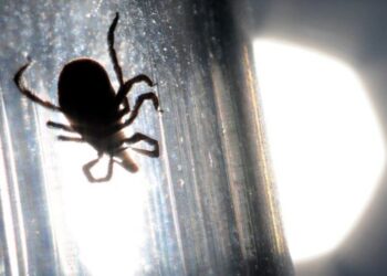 Шуурхай: Хятад улсад хачгаар дамждаг аюултай вирус дэгдэж 7 хүн нас барлаа