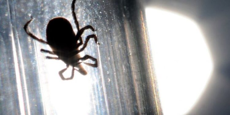 Шуурхай: Хятад улсад хачгаар дамждаг аюултай вирус дэгдэж 7 хүн нас барлаа