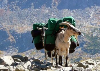 Ямaaгaa  cyргaж аялалд ашиглацгаая