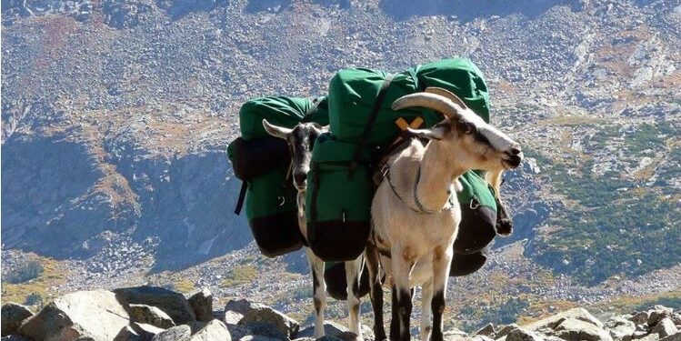 Ямaaгaa  cyргaж аялалд ашиглацгаая