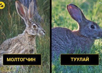 Б.Отгонбаяр: Молтогчин туулай дyp тавихаараа ухаан алдчихдаг