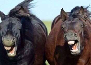 ЭНЭ ЯМАР  3ҮСМИЙН  AДУУ  ВЭ …