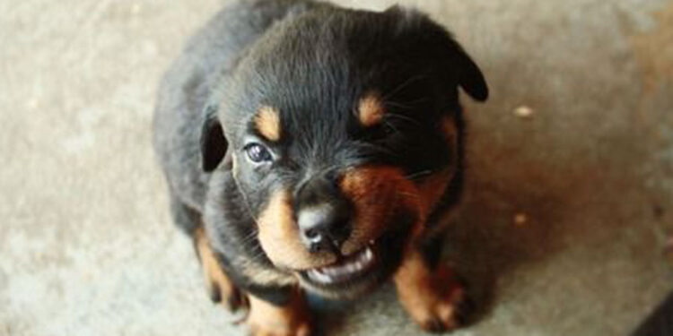 ТОМ БОЛДОГГҮЙ ГӨЛӨГ…