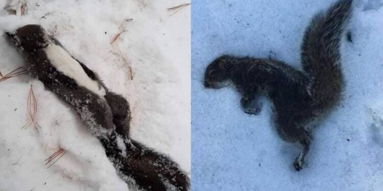 Самараа дээрэмдүүлсэн хэрэмнүүд эхнээсээ үхэж эхэлжээ