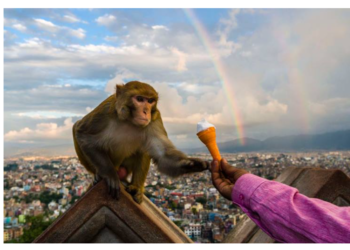 Хятад улсад Сармагчинаас “В” вирусын халдвар авсан эхний хүн нас барлаа