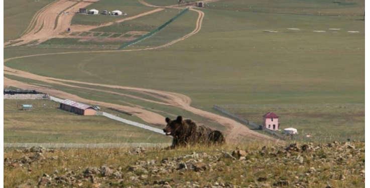 Завхан  аймагт  баавгай  адуу  идэж, бамбаруушууд уулнаас бууж иржээ