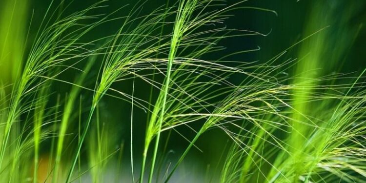 Газраас  үет  ургамал  авч  амандаа хийх нь элэгний өвчний эхлэл болох талтай