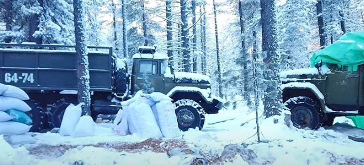 “Тэрбум  мод” тэнд  үхэж байна