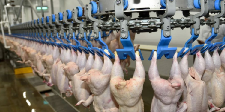 17 чингэлэг муудсан тахианы мах импорлогчдын агуулахад хадгалагдаж байна