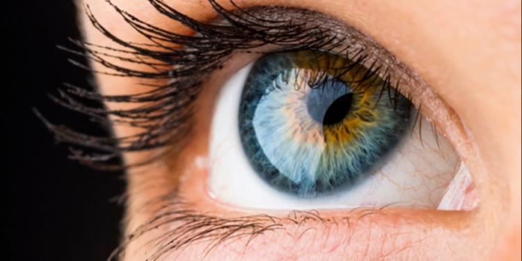 Hүдний торлог бүрхэвчийг ажиглан хүний амьдрах хугацааг тодорхойлно