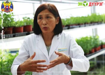 Хан-Уул Эко дүүрэгт дээврийн хүлэмжинд идэх боломжтой хоолны чимэглэлийн цэцэг, хүнсний нарийн ногоо тарьж ургуулж байна