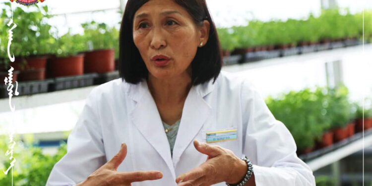 Хан-Уул Эко дүүрэгт дээврийн хүлэмжинд идэх боломжтой хоолны чимэглэлийн цэцэг, хүнсний нарийн ногоо тарьж ургуулж байна